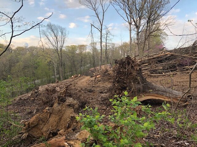 Land clearing for houses